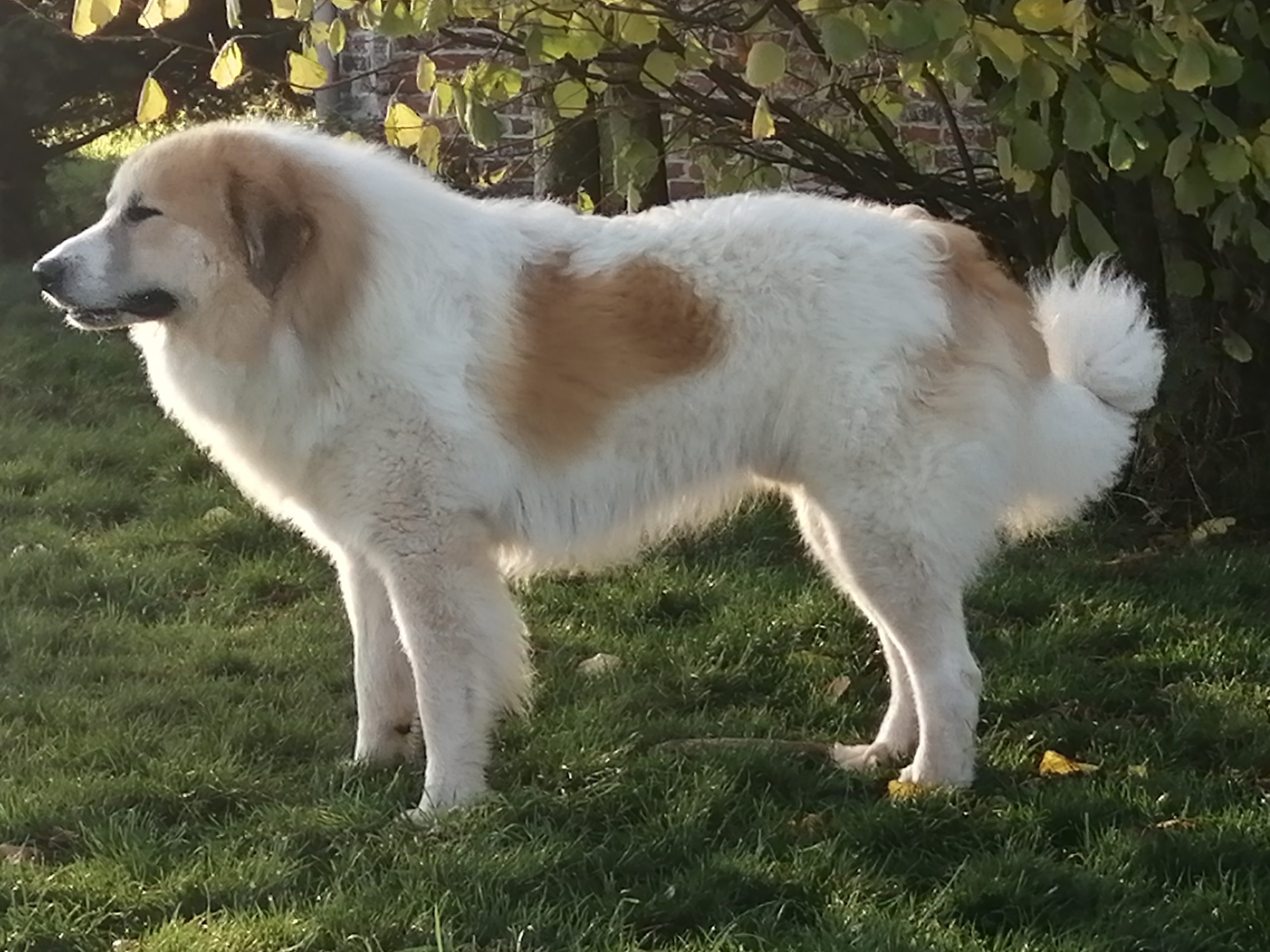 Chien de Montagne des Pyrénées GARMO NEGRO PATOU DE L'ORRI