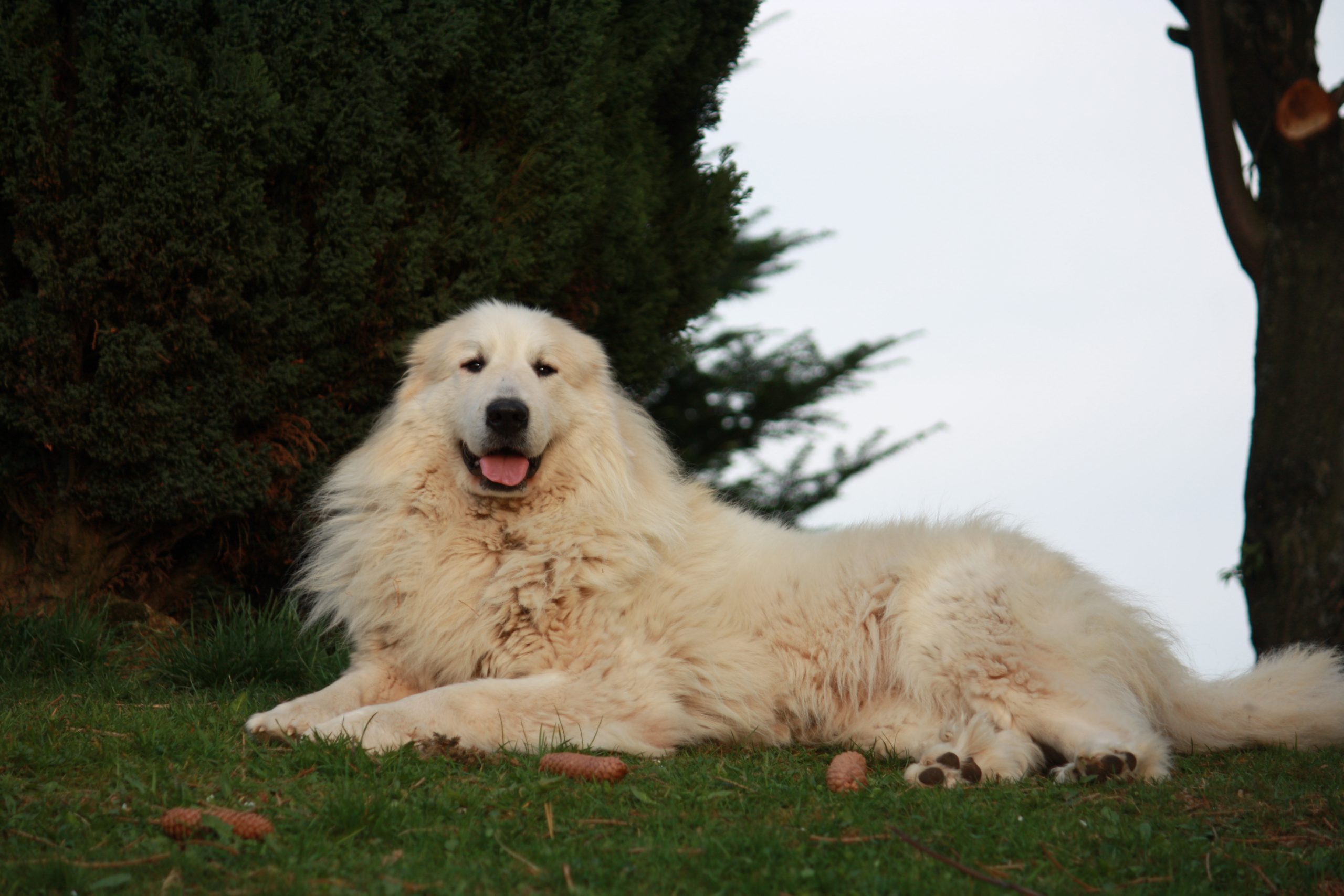 Chien Montagne des Pyrénées JHEIDI DE GABIZOS