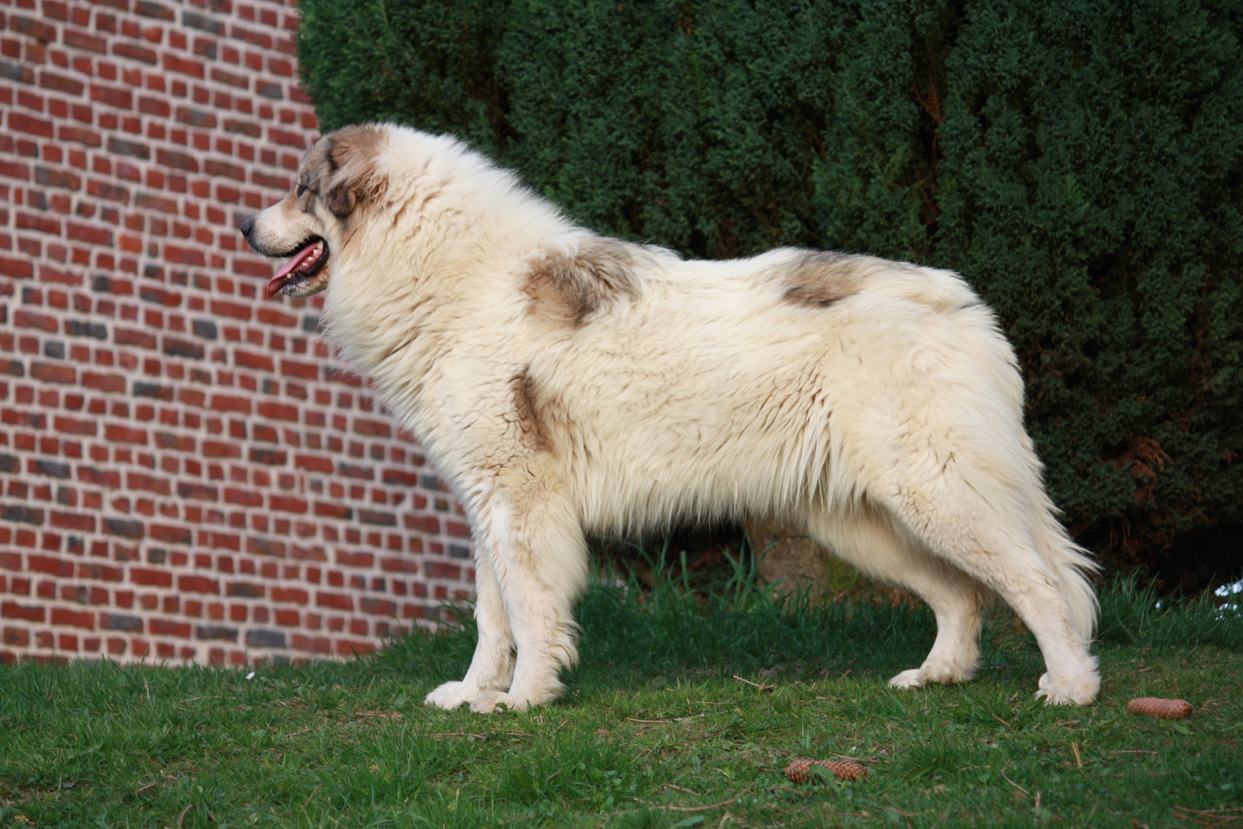 Chien de Montagne des Pyrénées NAYA DU VAL DE MONTSERRAT
