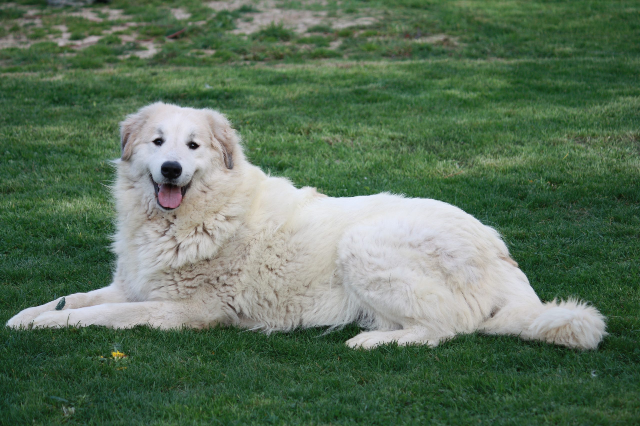 Chien de Montagne des Pyrénées LASIA DU DOMAINE DE PEYRAC