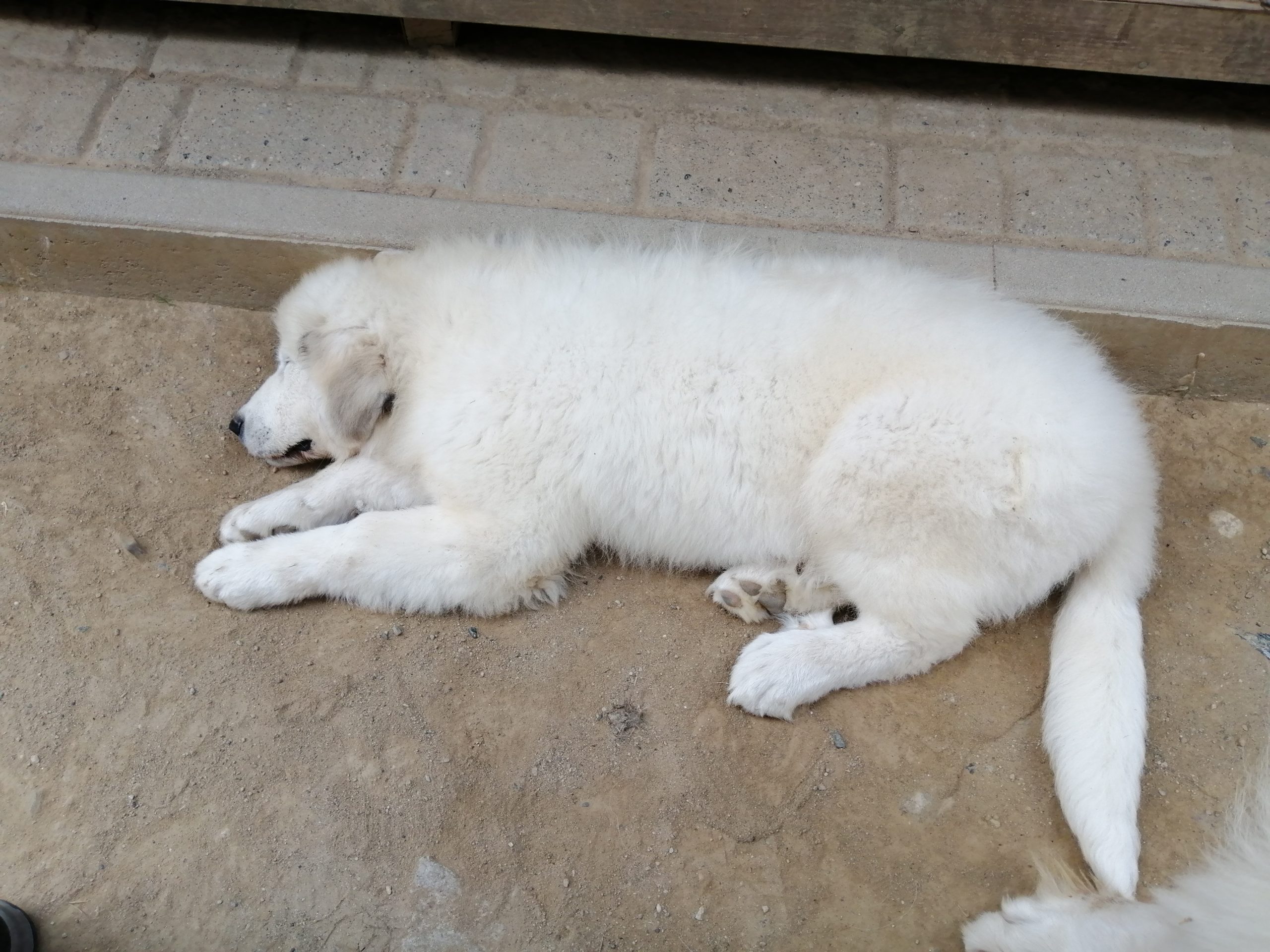 SIRRAH BEBE AU REPOS