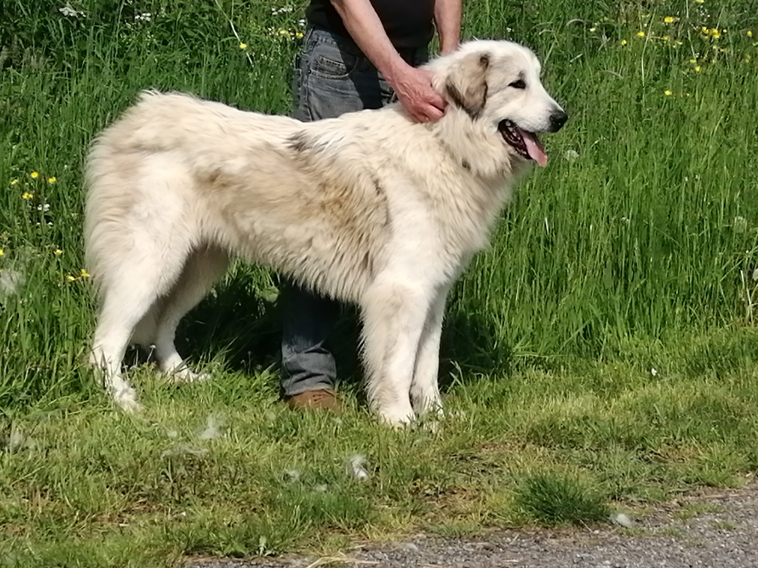 Chien de Montagne des Pyrénées SYMPHONY PASTORALE DE LA FORET DU PETIT SOUPE