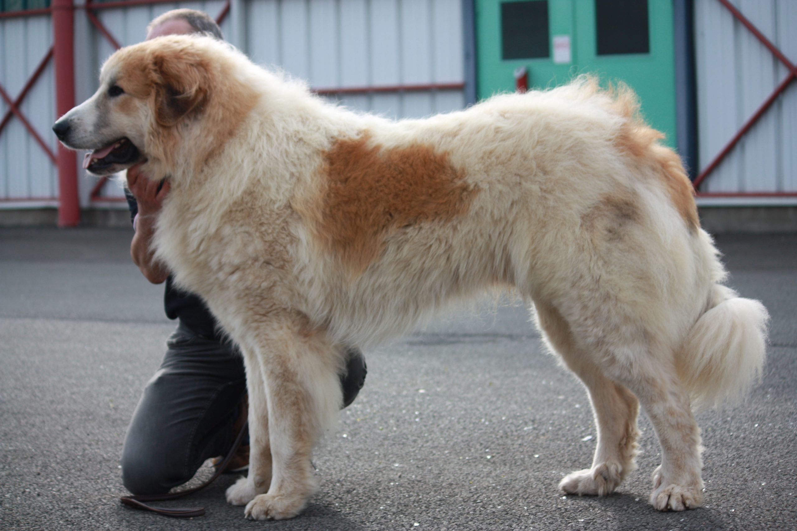 Chien De Montagne Des Pyrénées Garmo Negro Patou De L'Orri
