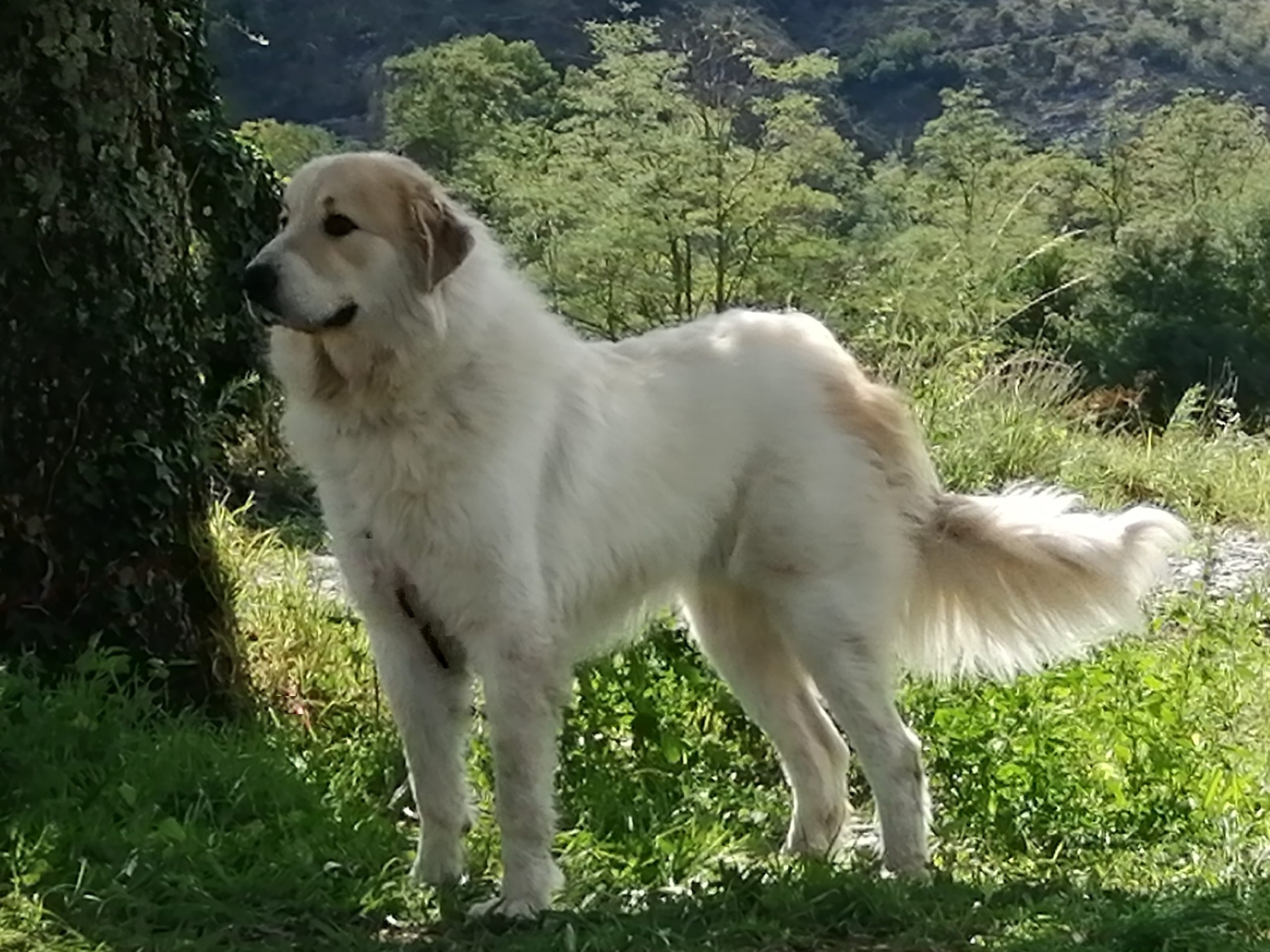 CHIEN DE MONTAGNE DES PYRENEES SKYFALL DU DOMAINE DES PIERRES BLEUES