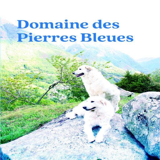 Chiens de Montagne des Pyrénées du Domaine Des Pierres Bleues