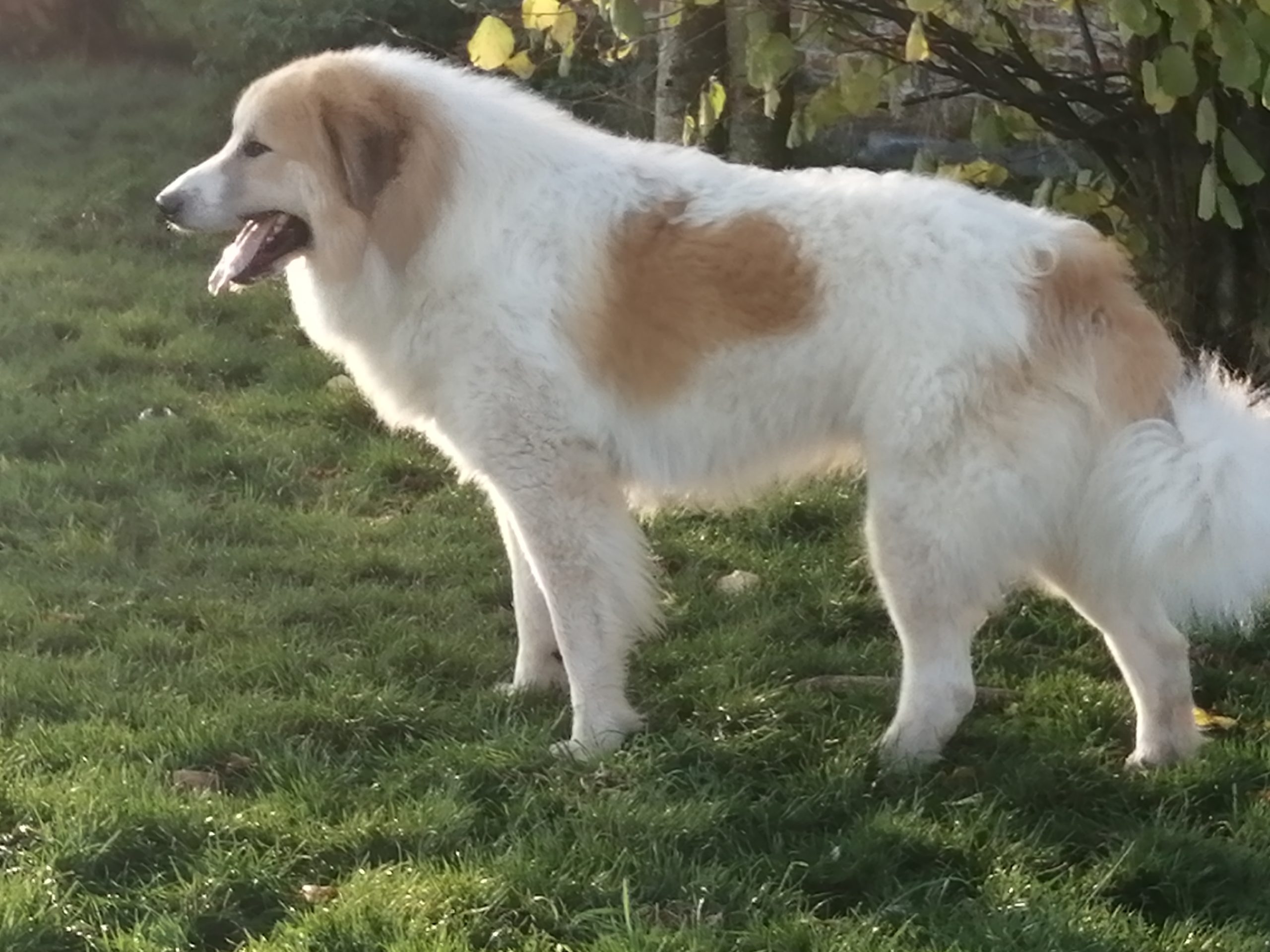 Chien De Montagne Des Pyrénées Garmo Negro Patou De L'Orri