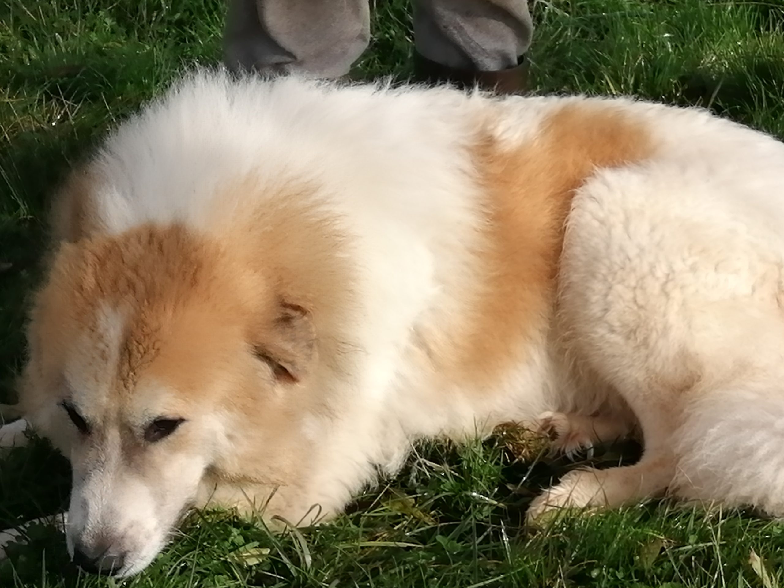 Chien De Montagne Des Pyrénées Garmo Negro Patou De L'Orri