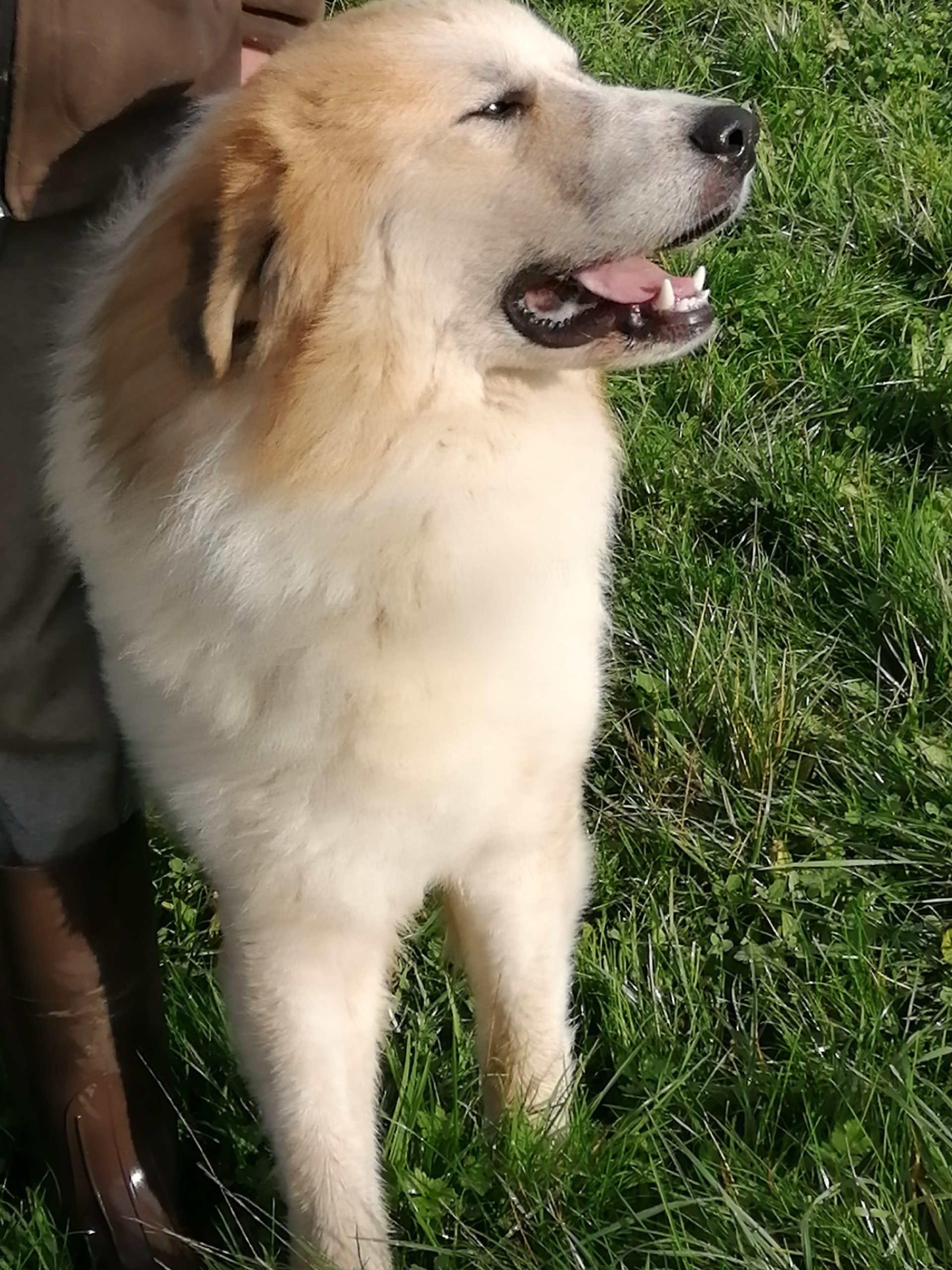 Chien De Montagne Des Pyrénées Garmo Negro Patou De L'Orri