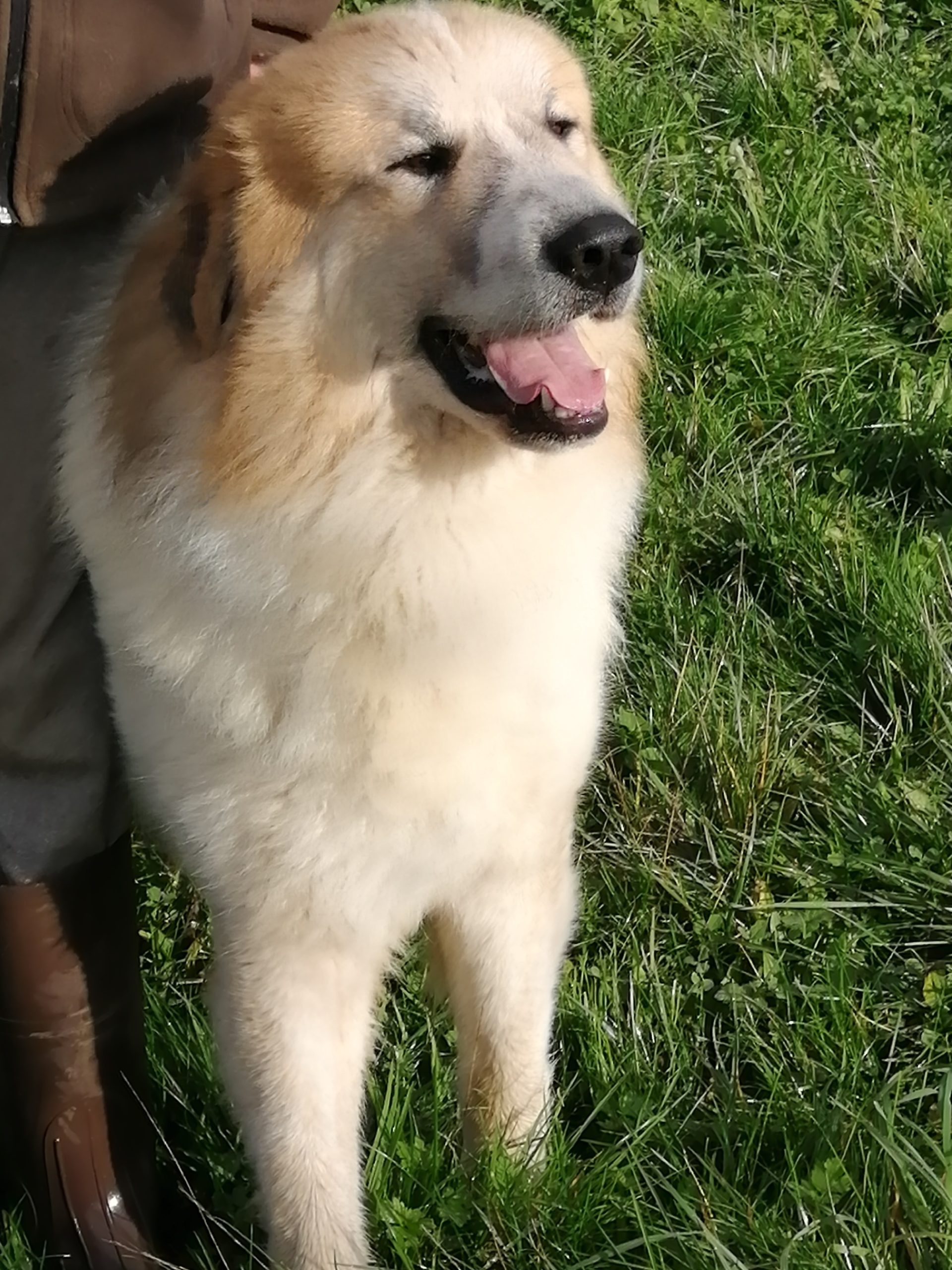 Chien De Montagne Des Pyrénées Garmo Negro Patou De L'Orri