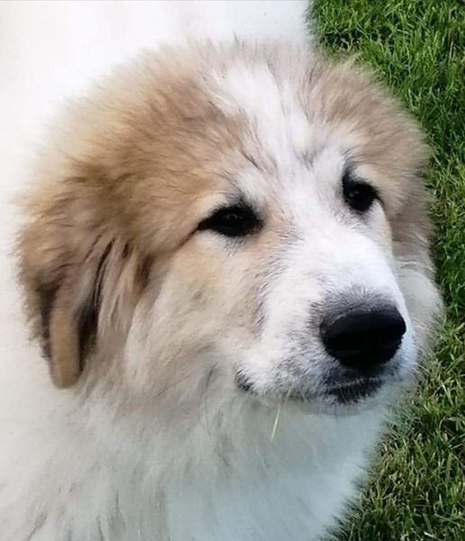 Chien De Montagne Des Pyrénées Garmo Negro Patou De L'Orri