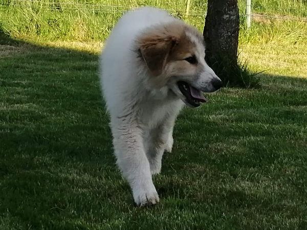 Chien De Montagne Des Pyrénées Garmo Negro Patou De L'Orri