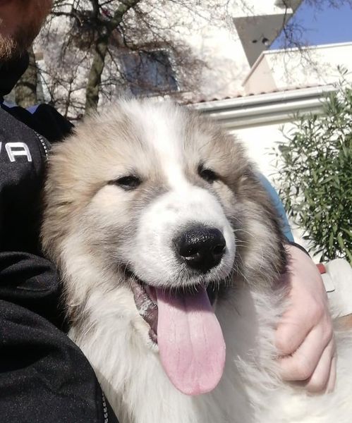 Chien De Montagne Des Pyrénées Garmo Negro Patou De L'Orri