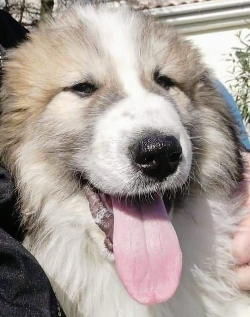 Chien De Montagne Des Pyrénées Garmo Negro Patou De L'Orri