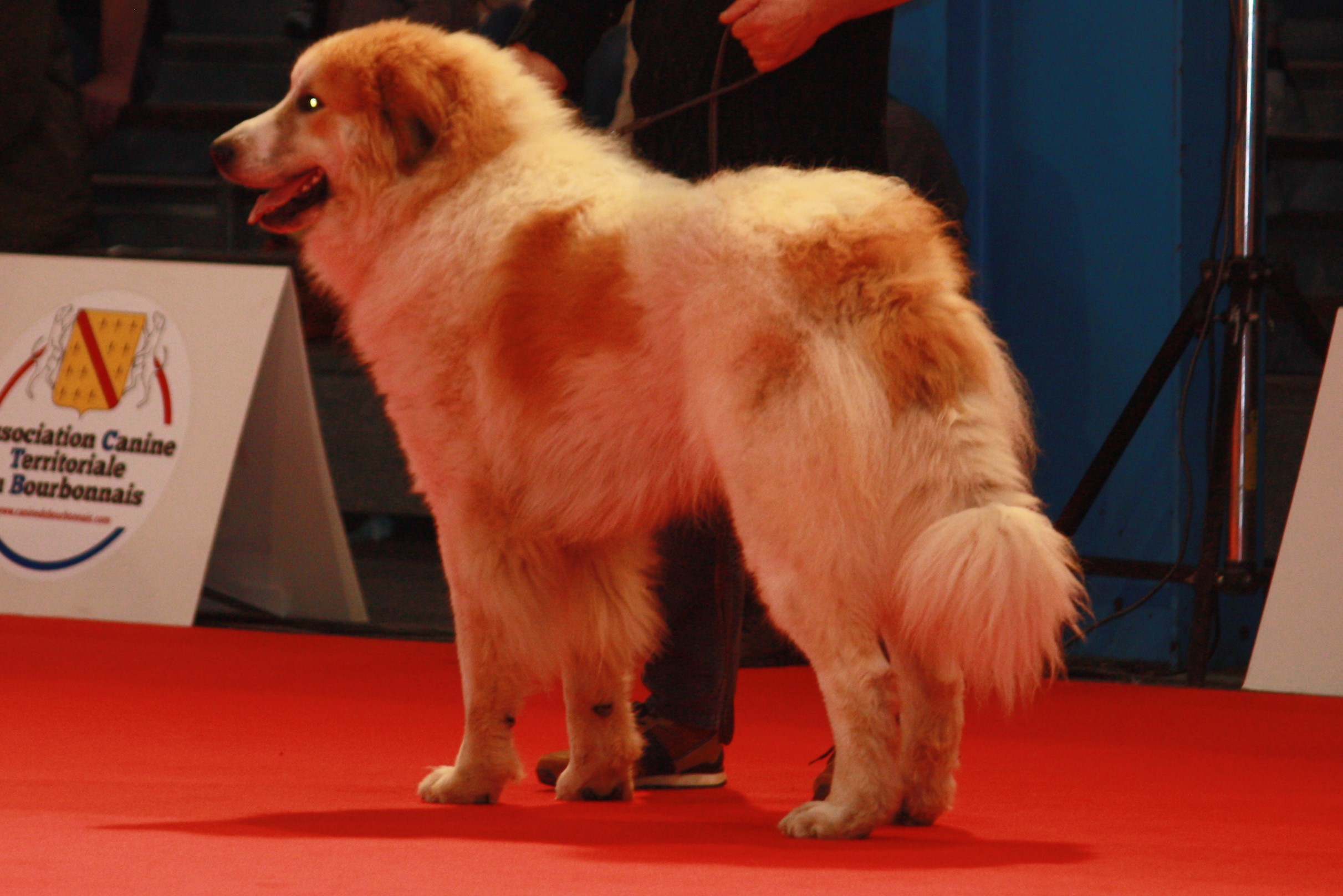 Chien De Montagne Des Pyrénées Garmo Negro Patou De L'Orri