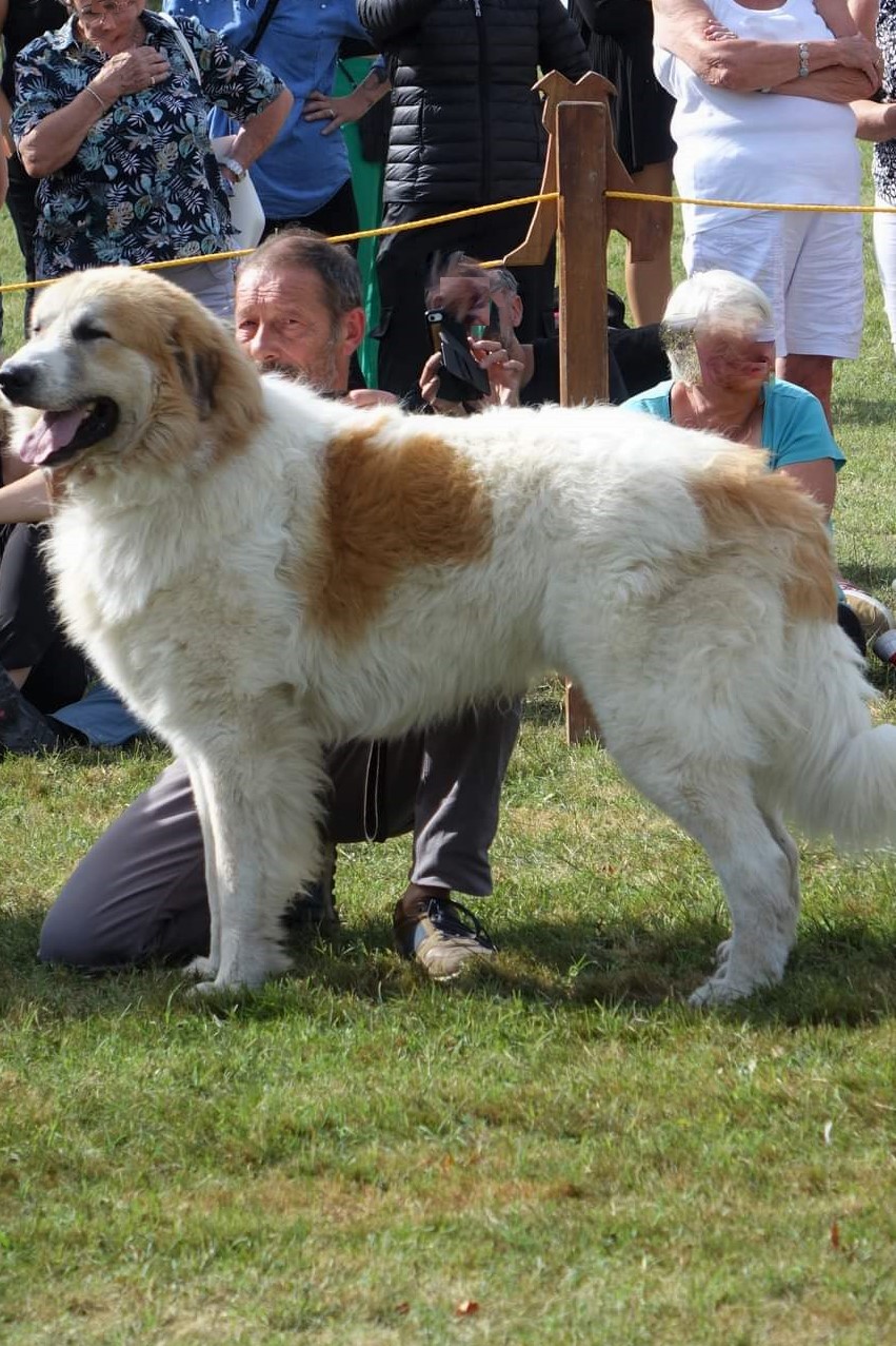 Chien De Montagne Des Pyrénées Garmo Negro Patou De L'Orri