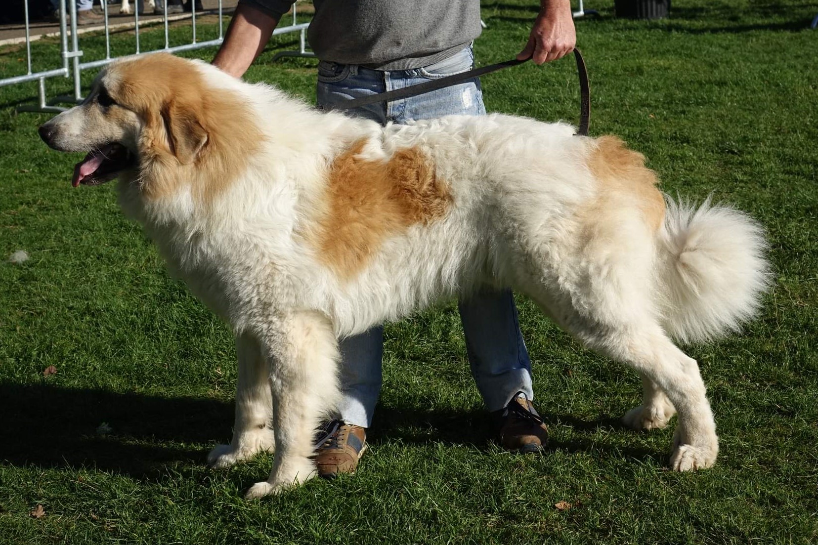 Chien De Montagne Des Pyrénées Garmo Negro Patou De L'Orri