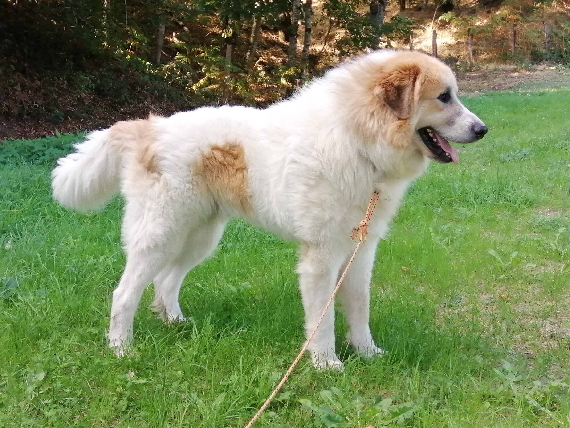 Chien De Montagne Des Pyrénées Garmo Negro Patou De L'Orri