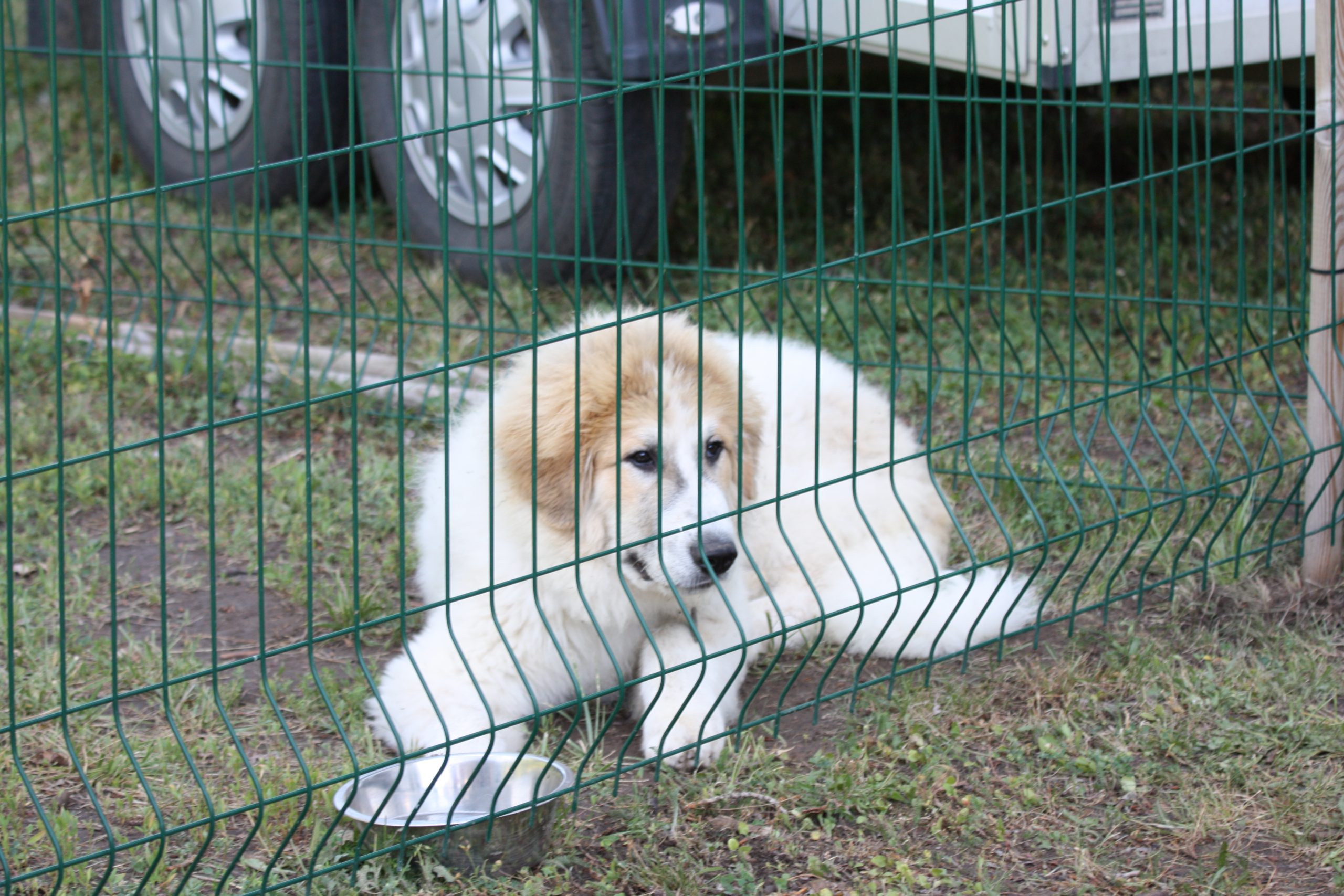 Chien De Montagne Des Pyrénées Garmo Negro Patou De L'Orri