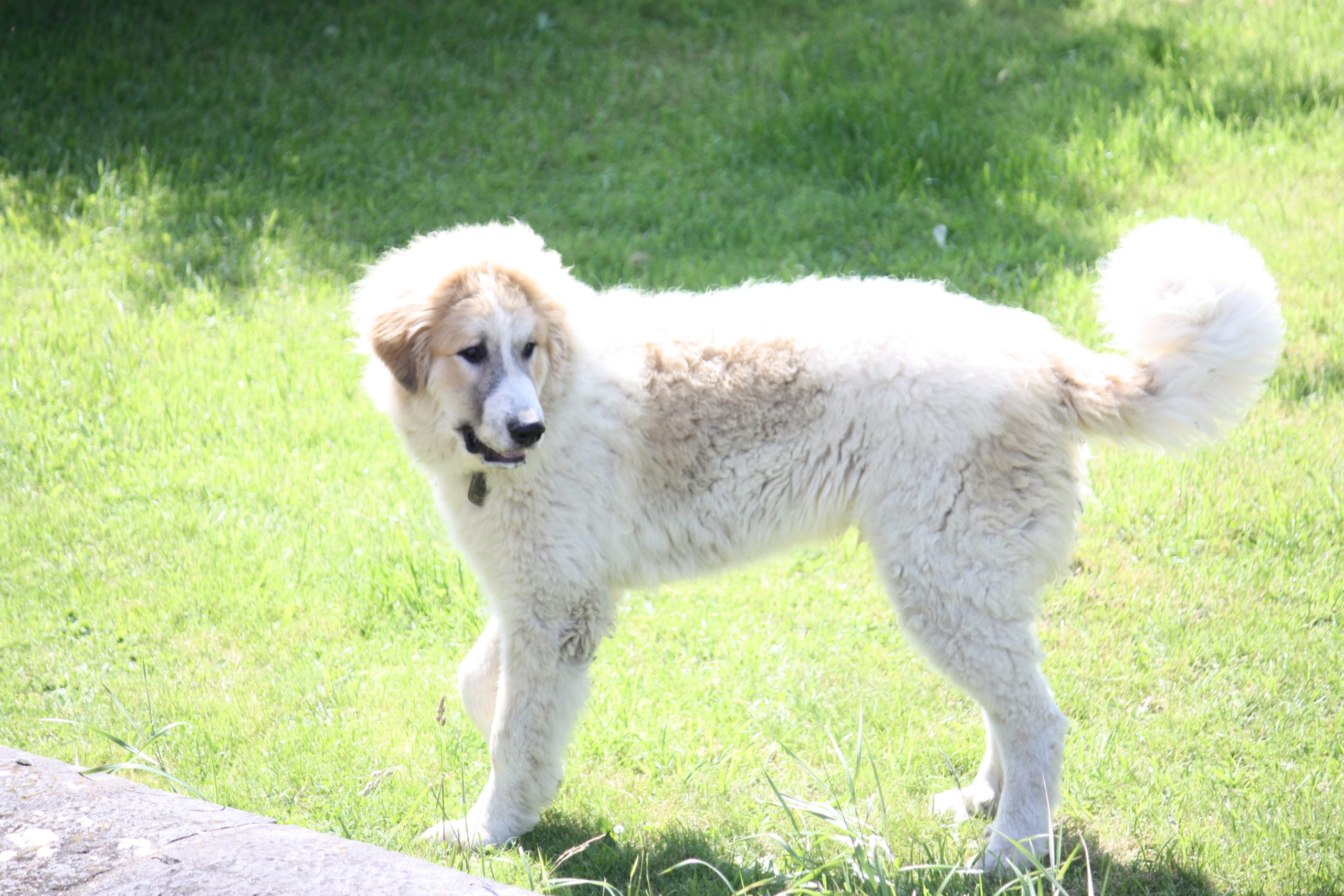 Chien De Montagne Des Pyrénées Garmo Negro Patou De L'Orri