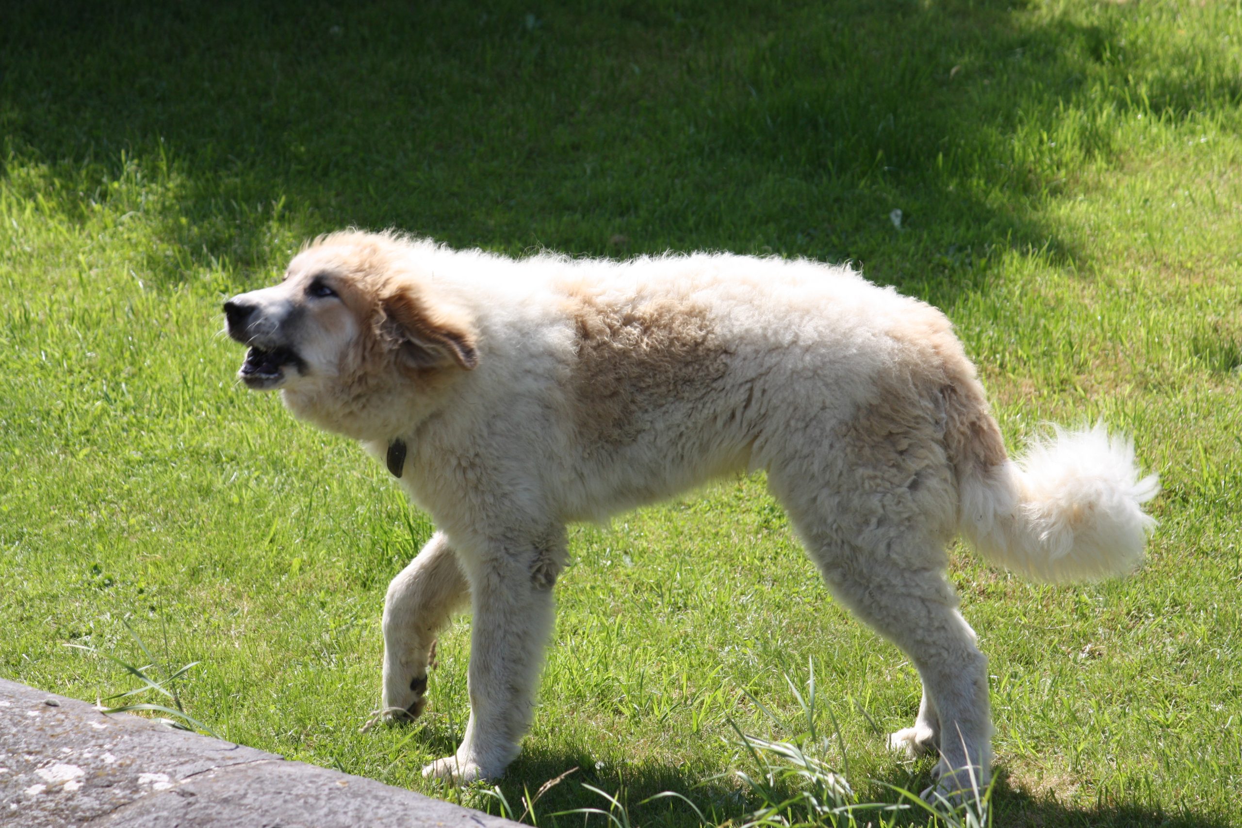Chien De Montagne Des Pyrénées Garmo Negro Patou De L'Orri