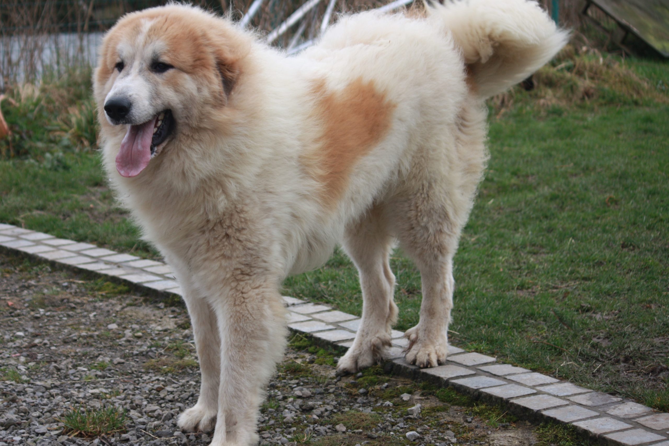 Chien De Montagne Des Pyrénées Garmo Negro Patou De L'Orri