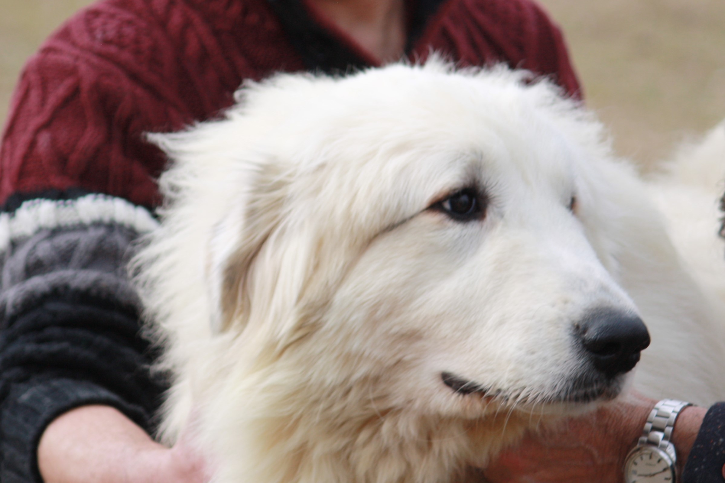 Chien De Montagne Des Pyrénées Sirrah Della Rocca Dei Patous