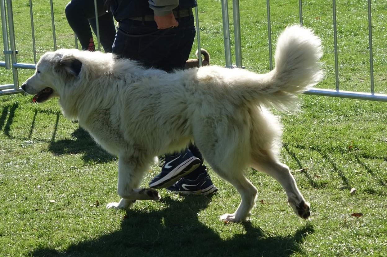 Chien De Montagne Des Pyrénées Sirrah Della Rocca Dei Patous