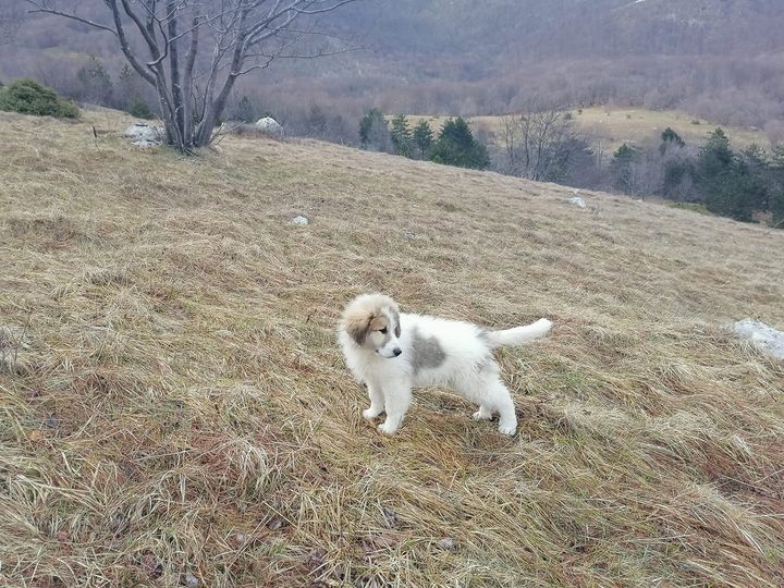 Chien De Montagne Des Pyrénées Garmo Negro Patou De L'Orri
